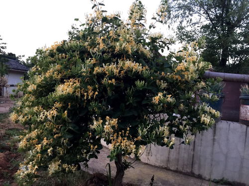 詩(shī)句關(guān)于忍冬