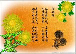 古詩有關(guān)菊花的詩句