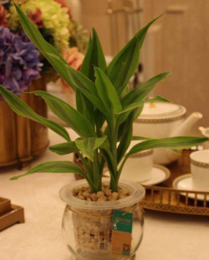 關(guān)于富貴竹的詩句