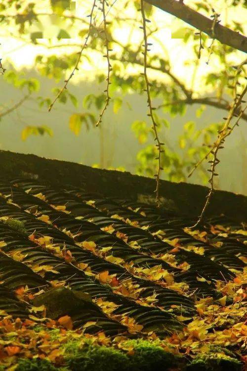 惜別,詩句,友人,秋天