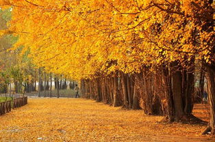 詩(shī)句,描寫(xiě),清晨,秋天