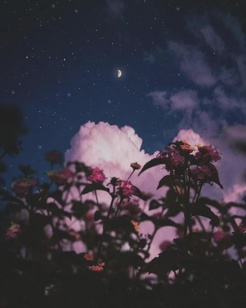 關(guān)于初夏夜晚的詩句