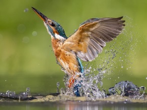 古詩中與鳥有關(guān)的詩句有哪些