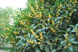 描桂花的古詩句