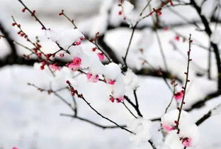 關(guān)于冬天的梅花的詩句古詩