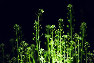 描寫四月的經(jīng)典古詩句