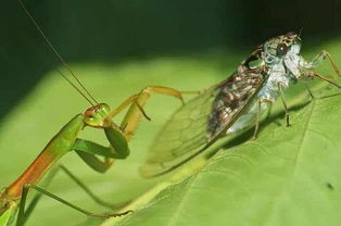 螳螂捕魚古詩句