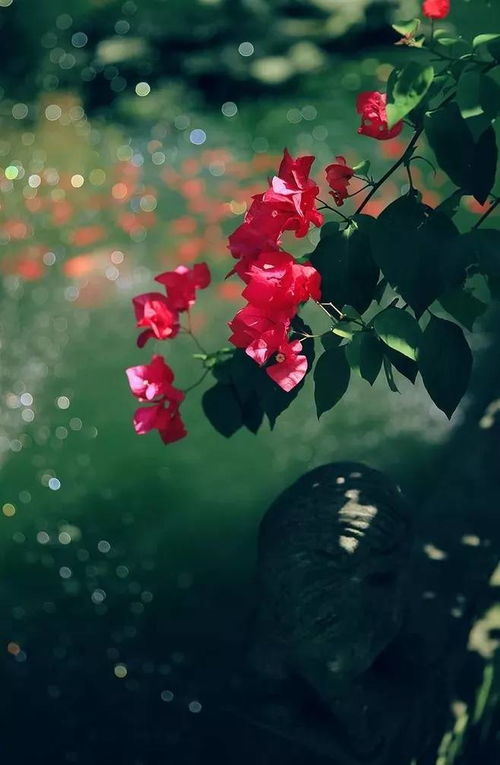 古詩,梨花,詩句,中帶