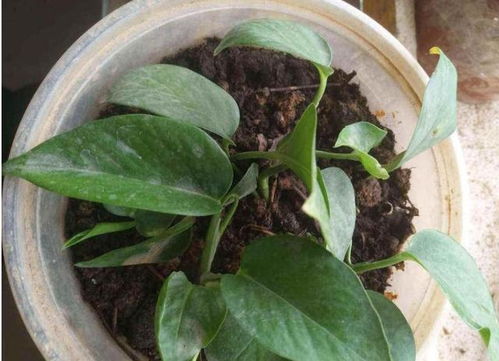 關(guān)于植物瘋長的詩句