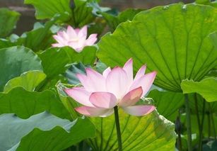 描寫夏天雨景的優(yōu)美詩句,蘇軾描寫夏天雨景的詩句,描寫夏天雨景的詩句有哪些?