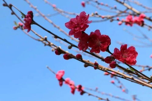 關于桃花李花開放的詩句