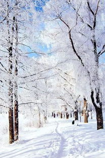 詩(shī)句,詩(shī)意,有哪些,于雪