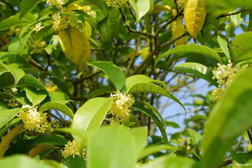 木樨的詩(shī)句古詩(shī)