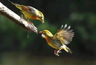 關(guān)于善待鳥類的詩句