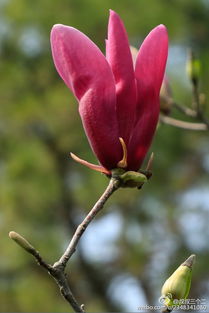 歌頌玉蘭花的古詩句