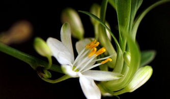 李白蘭花古詩(shī)句