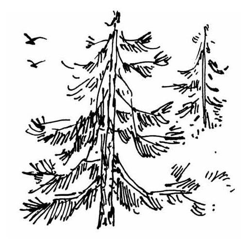 松樹,詩(shī)句,精神