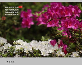 關(guān)于杜鵑的詩句名句