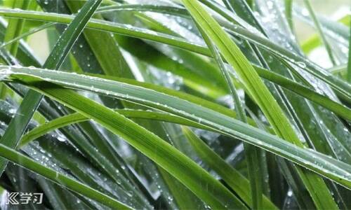 深夜下雨的古詩句