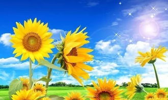 形容時(shí)光飛逝的古詩(shī)句,形容恩愛(ài)的古詩(shī)句,形容老師的古詩(shī)句