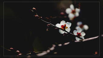 關(guān)于花的情懷的詩(shī)句