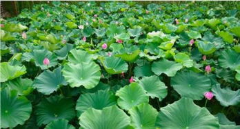 有關(guān)魚(yú)和蓮的古詩(shī)句