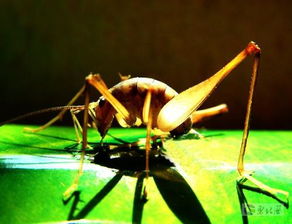 關(guān)于蟲鳴叫的詩(shī)句