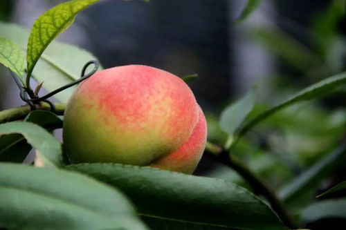 關于桃子的詩句和俗語