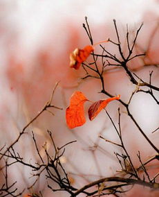 古詩(shī),詩(shī)句,葉子