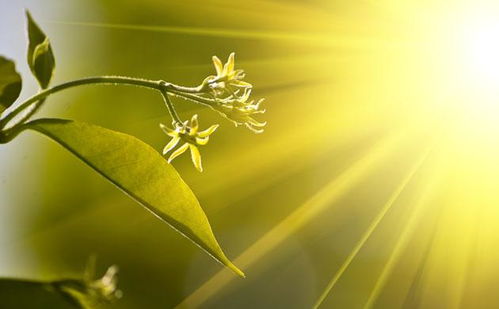 陽(yáng)光的古詩(shī)句