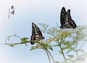 寫一句關(guān)于蝴蝶的詩句