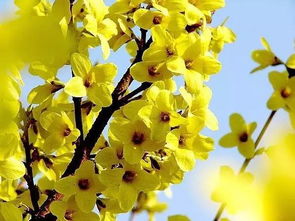 關(guān)于贊美連翹花詩(shī)句