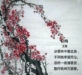 關于梅的詩句并賞析