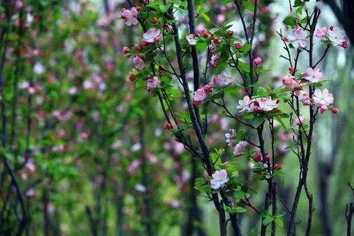 古詩(shī),海棠,詩(shī)句,描寫