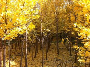 古詩,詩句,菊花,秋天