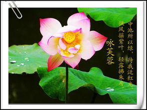 描寫秋天荷花的詩句古詩大全,贊美荷花的詩句古詩大全,描寫夏天荷花的詩句古詩大全