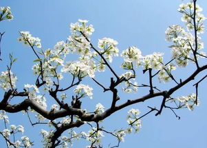 寫梨花的古詩(shī)句