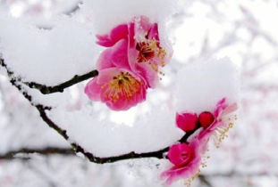 江南梅花詩句古詩詞