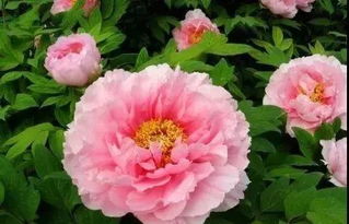 古人贊美牡丹的詩句,贊牡丹的詩句現(xiàn)代詩,用牡丹贊美國之強(qiáng)大的詩句