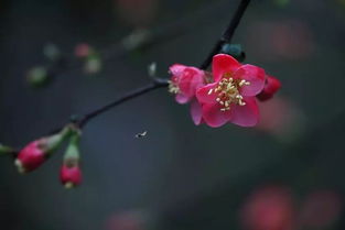 關(guān)于芳華的經(jīng)典詩(shī)句