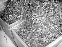 白居易關(guān)于黃花菜的詩(shī)句