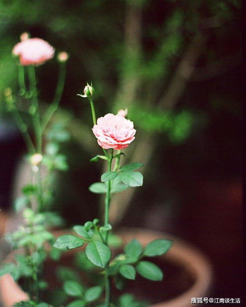 詩句,辛苦,收獲