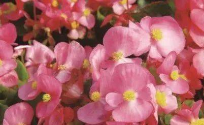 關(guān)于木茼蒿的詩句