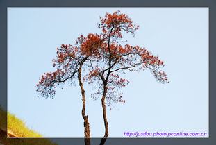 關(guān)于紅纓樹的詩句有哪些