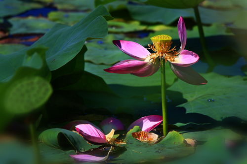 描寫秋天月亮的詩句古詩大全