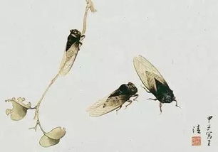 蟬的詩句古詩,有關(guān)蟬的詩句古詩,贊美蟬的詩句古詩