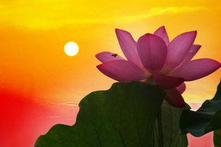 蓮花(荷花)有關(guān)的兩句古詩句