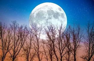 關(guān)于詩(shī)中的月的詩(shī)句