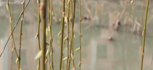 關(guān)于金色柳條的詩句