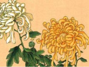 關(guān)于菊花的詩(shī)句古詩(shī),贊美菊花的詩(shī)句古詩(shī),描寫(xiě)菊花的詩(shī)句古詩(shī)